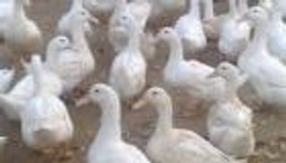 إيران تعلن ظهور إنفلونزا الطيور في الشمال