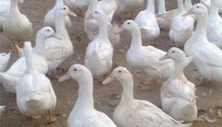 إيران تعلن ظهور إنفلونزا الطيور في الشمال