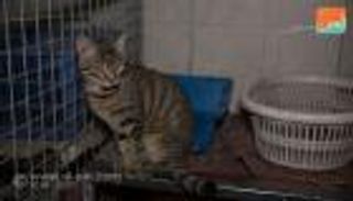 بالفيديو .. "العين" داخل جمعية إنقاذ القطط "المقدسة"