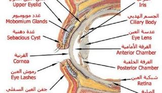 تكوين العين- صورة أرشيفية