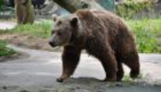 الضفة الغربية.. دب يلتهم يد طفل حاول إطعامه