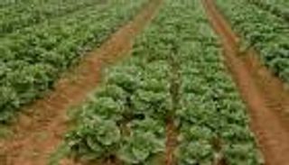 وفد زراعي مصري يزور الإمارات لبحث معايير تصدير "الفلفل"