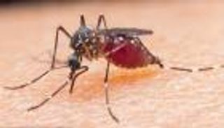 "الصحة العالمية": طرح لقاح مضاد للملاريا في 2018