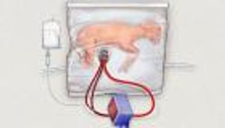 علماء يبتكرون "رحما صناعيا" لمساعدة الأطفال المبتسرين