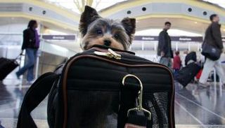 فضائح يونايتد إيرلاينز في شهر واحد