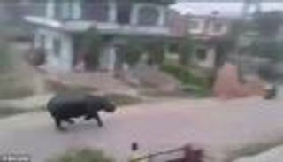 بالفيديو.. وحيد قرن هارب يقتل شخصا ويصيب 3 آخرين في نيبال