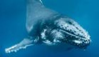 بالصور.. غواص مغامر يلتقط صورا قريبة للحيتان بالمحيط الهادئ