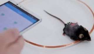 الهاتف الذكي يتحكم في مرض السكري