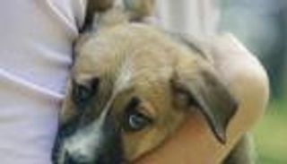 الحيوانات الأليفة.. هل تحمي الأطفال من الحساسية؟