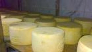 بالفيديو .. مسابقة إنجليزية لدحرجة الجبن