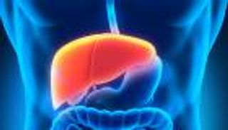 5 حقائق عن الكبد.. تعرف عليها