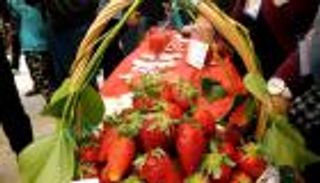 بالفيديو.. الفراولة.. الفاكهة المُدللة بعِيدَيْن في الجزائر