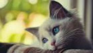 بالفيديو.. استخدام قطط حية في لعبة "المخلب"