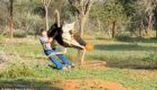 بالفيديو.. حارس حديقة بين مخالب "النعامة الغاضبة"