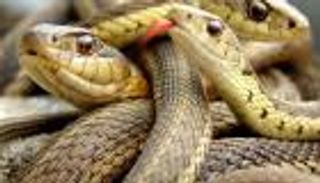 ثعابين سامة في حقيبة مسافر روسي بمطار هولندي