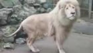 شاهد.. أسد يصاب بالفزع أُثناء الاحتفال بعيد ميلاده 