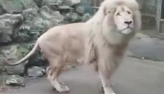 الأسد الأبيض "موتو" 