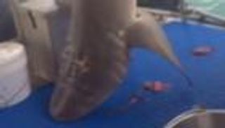 بالفيديو.. مغامرون يصطادون سمكة قرش على طريقة رعاة البقر