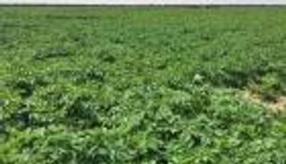 مصر تفحص صادراتها الطازجة حال الشك في إصابتها