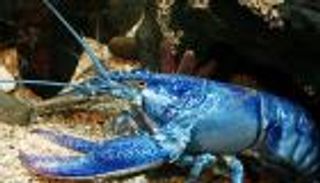 اصطياد أول استاكوزا زرقاء نادرة في فرنسا