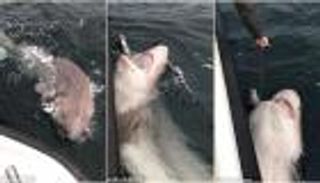 بالفيديو.. اصطياد أضخم سمكة قرش في أوروبا