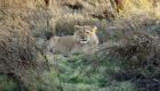 فرار 5 أسود من متنزه كروجر بجنوب أفريقيا