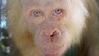 أنثى إنسان الغاب تتعافى بعد 10 أيام على إنقاذها