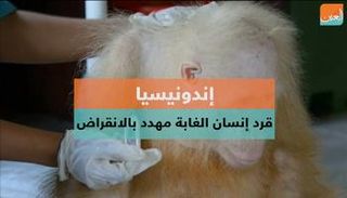 قرد إنسان الغاب مهدد بالانقراض 