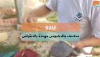 بيرو..  سلاحف جالاباجوس مهددة بالانقراض