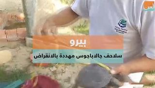 سلاحف جالاباجوس في بيرو