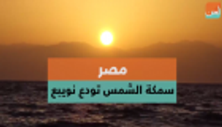 مصر.. سمكة الشمس تودع نويبع
