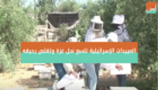 المبيدات الإسرائيلية تلسع نحل غزة وتؤلم رحيقه