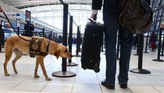 حاسة الشم لدى الثدييات والبشر متقاربة