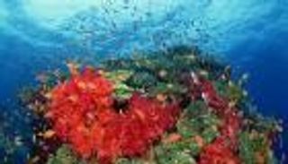 الشعاب المرجانية في البحر الأحمر قد تنقذ بيئة العالم البحرية