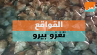 القواقع تغزو بيرو