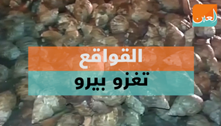 سلطات بيرو تحذر السكان من لمس القواقع 