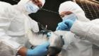 إنفلونزا الطيور تغلق أسواق للدواجن بمدينة صينية