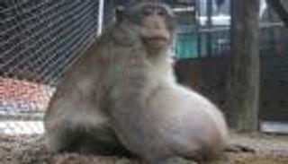 تايلاند تنقذ قردا أدمن الوجبات السريعة