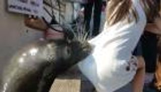 بالفيديو.. لحظة مرعبة.. أسد البحر يسحب فتاة للمياه