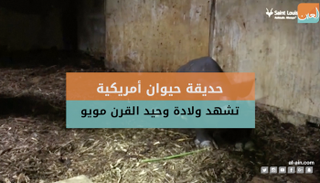  ولادة "مويو" وحيد قرن نادر 
