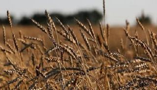 حقل قمح في روسيا