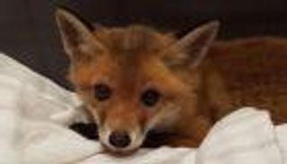 اكتشاف "ثعلب" أسفل أريكة في منزل