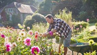 معدة البستاني أكثر مقاومة للأمراض