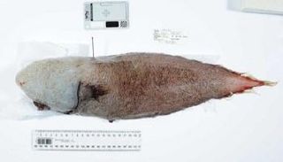 اكتشاف سمكة بدون وجه تحير العلماء