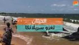 الحيتان تغزو سريلانكا