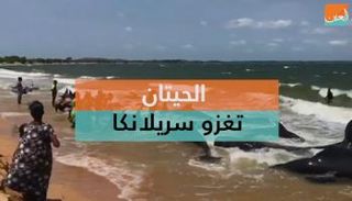 سريلانكا تساعد حوالي 20 حوت على العودة إلى المياه