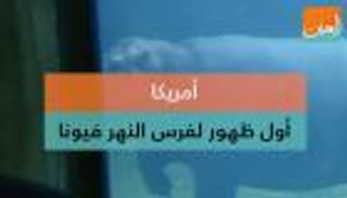 أمريكا.. أول ظهور لفرس النهر "فيونا"