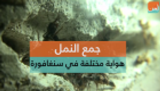 جمع النمل.. هواية مختلفة في سنغافورة 