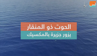 الحوت ذو المنقار معروف بأنه بطل الغطس