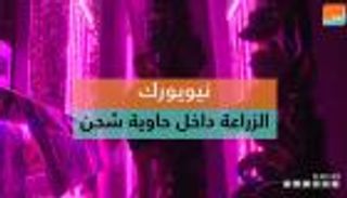 نيويورك.. الزراعة داخل حاوية شحن